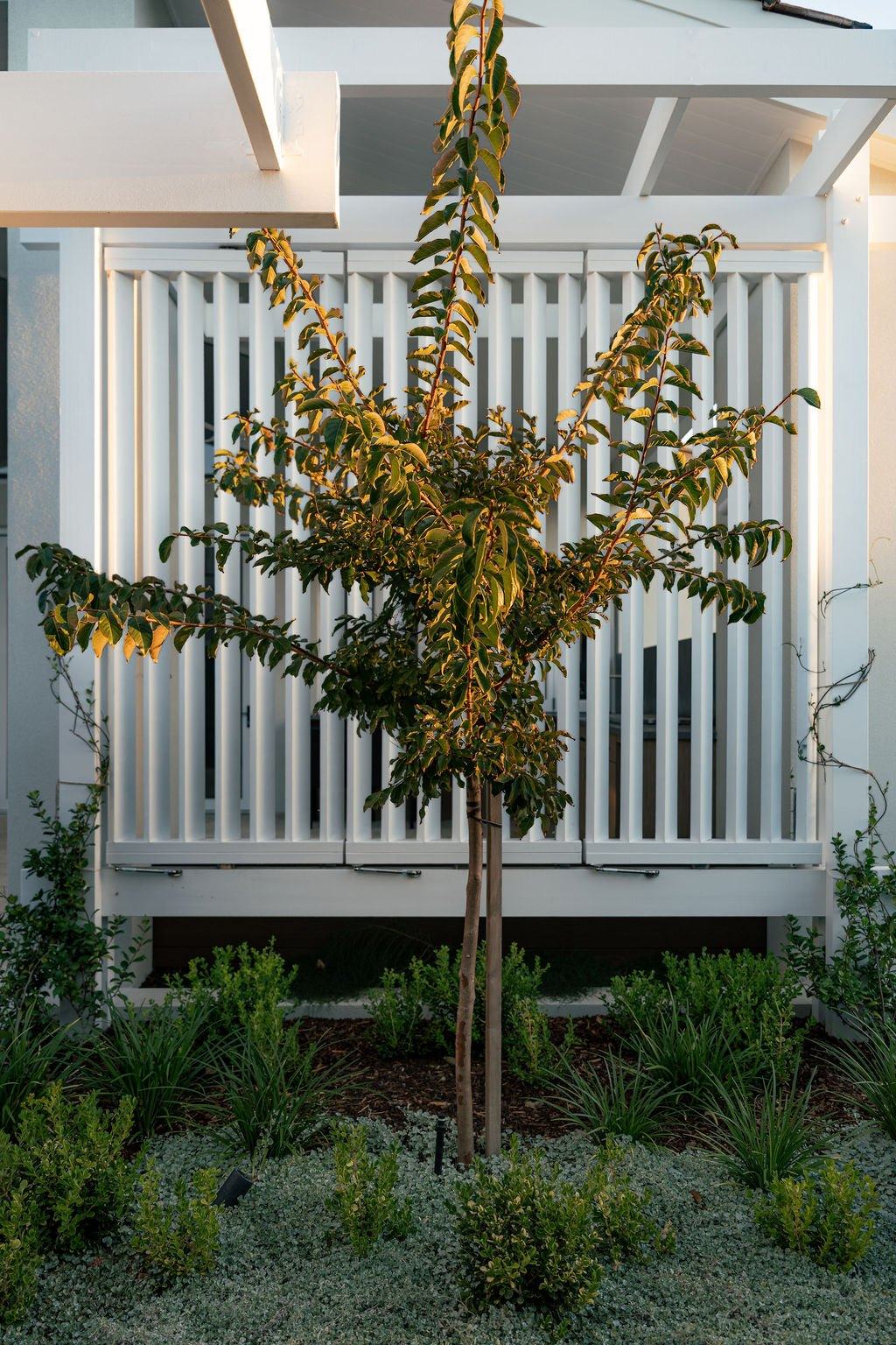 A young tree catching the evening light in front of white timber shutters