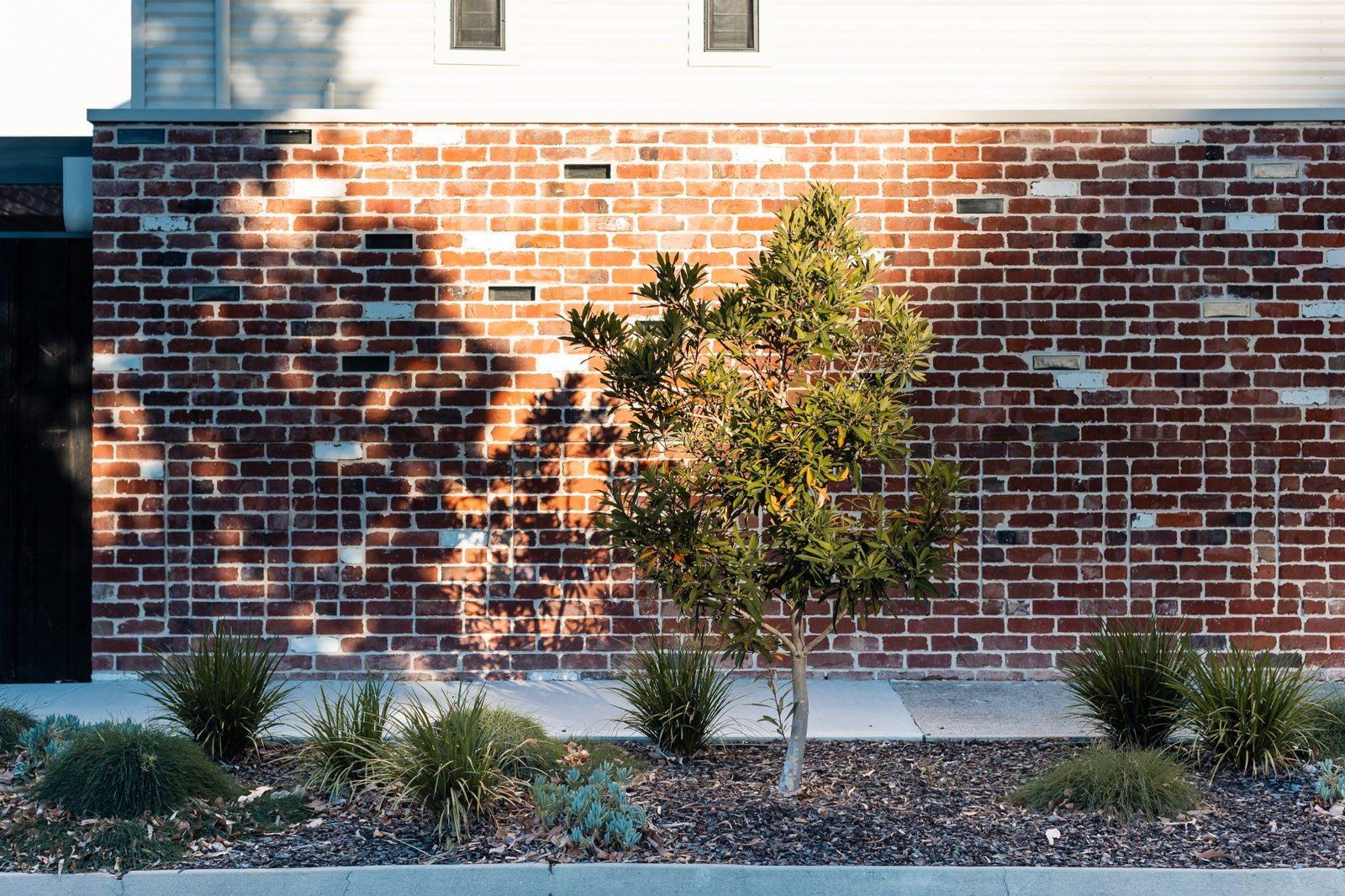 Young tree in front of a recycled brick wall with afternoon shadows and native grasses