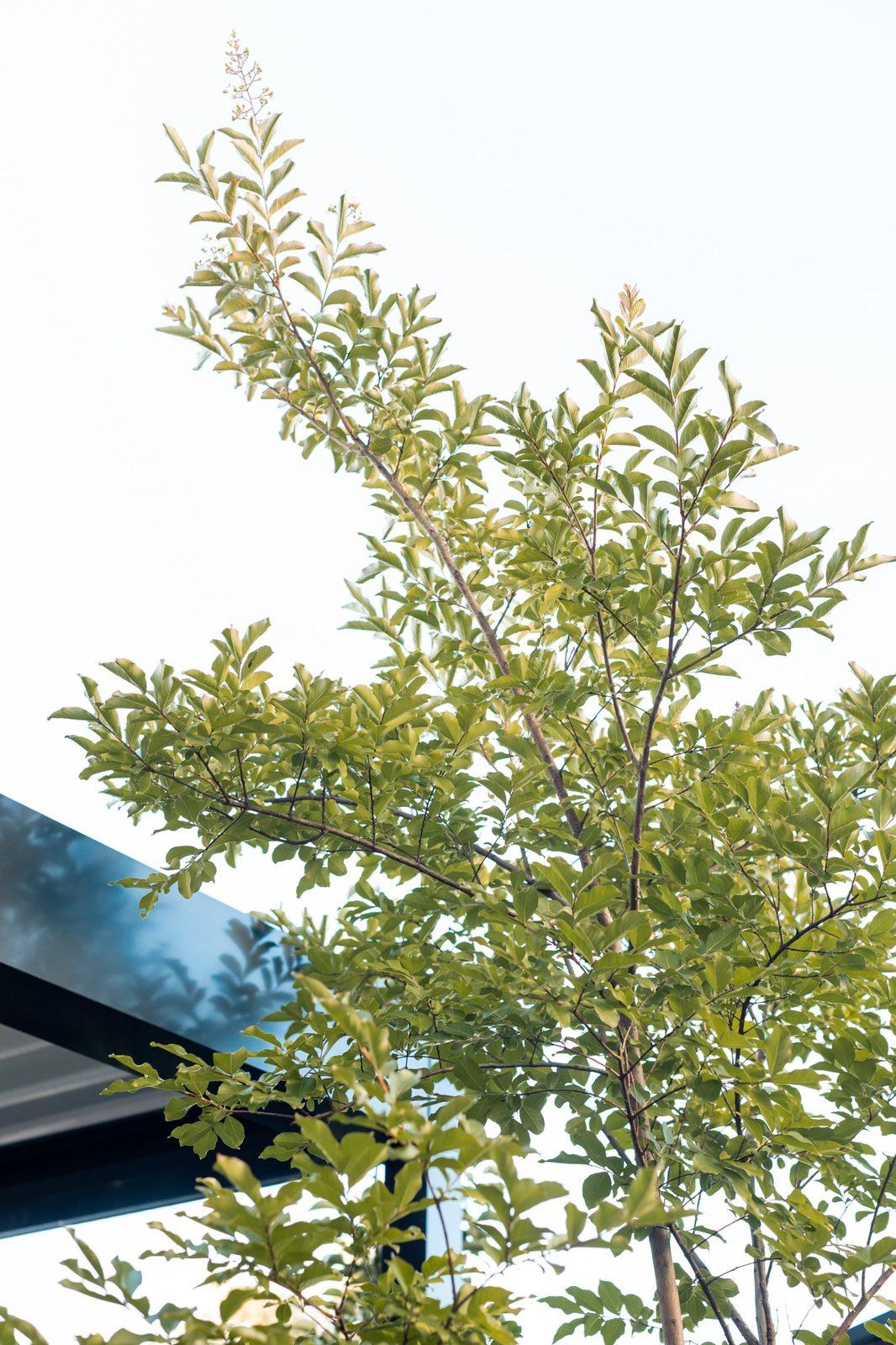 Young tree canopy against a pale sky beside the pergola edge