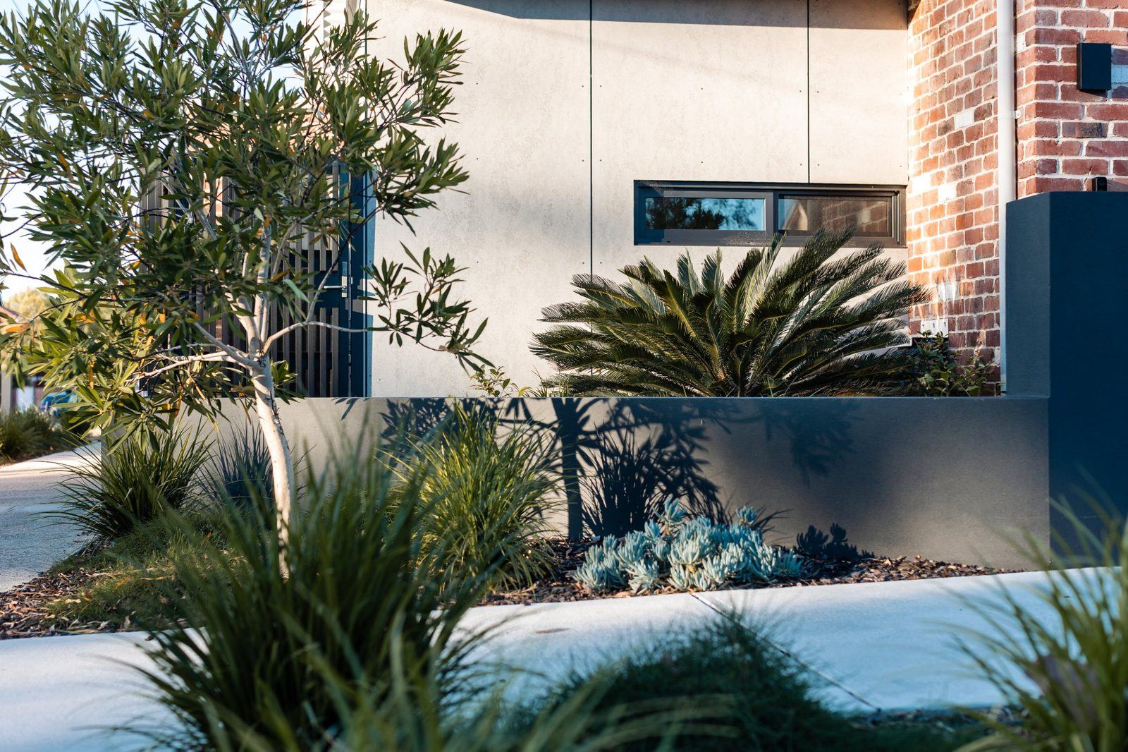 Cycad, grasses and succulents in front of a rendered wall with a ribbon window