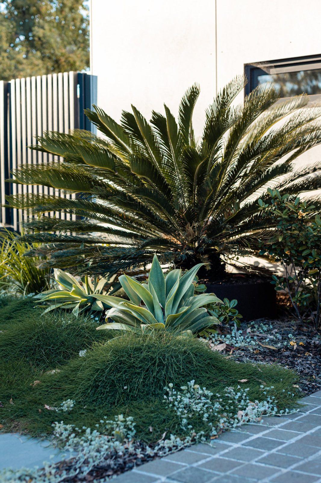 Cycad and agave above a mound of groundcover beside a grey paver path