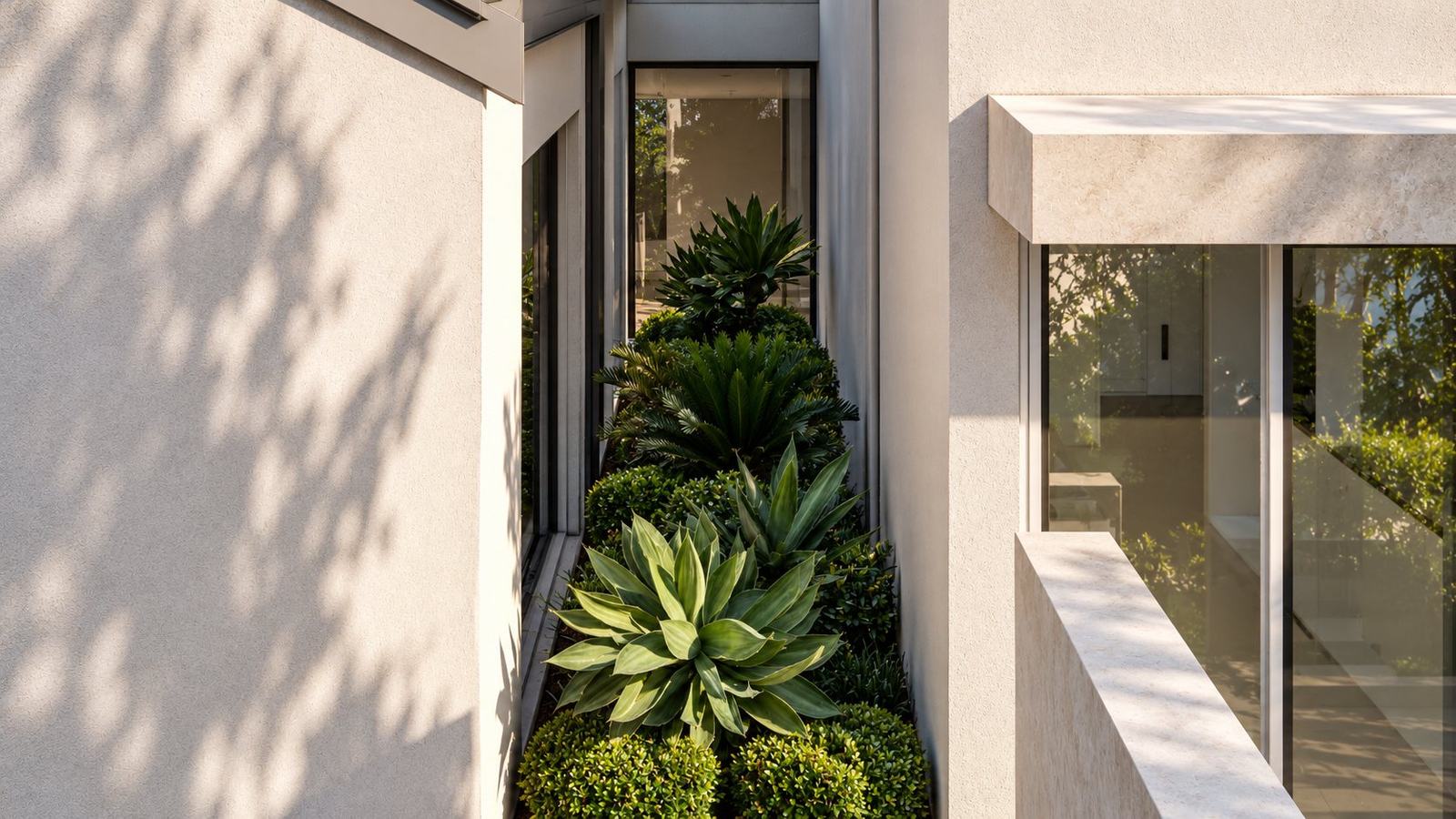 Narrow planted light well of agave, cycads and clipped shrubs between glazed walls